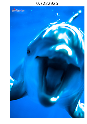 misclassified dolphin